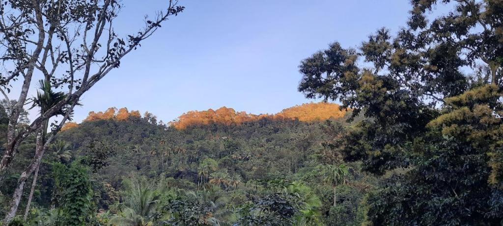 Linn View Home Stay Munnar Εξωτερικό φωτογραφία
